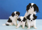 Japanese Chin