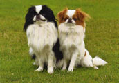 Japanese Chin