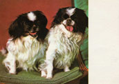 Japanese Chin