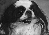 Japanese Chin