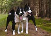 Karelsk Bj&ouml;rnhund
