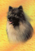 Keeshond