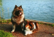 Keeshond