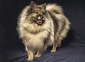 Keeshond