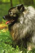 Keeshond