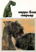 Kerry Blue Terrier