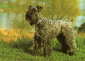 Kerry Blue Terrier