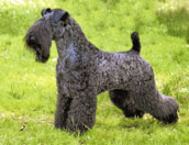 Kerry Blue Terrier