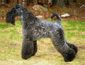 Kerry Blue Terrier