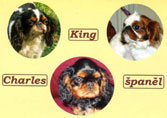 King Charles Spaniel