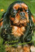 King Charles Spaniel