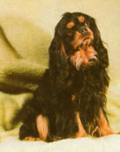 King Charles Spaniel