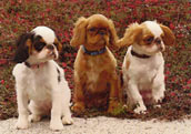 King Charles Spaniel