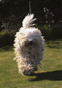 Komondor