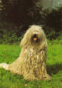 Komondor