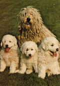 Komondor