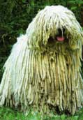 Komondor