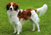 Kooikerhondje