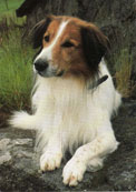 Kooikerhondje