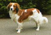 Kooikerhondje