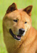 Korea Jindo