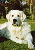 Kuvasz