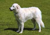 Kuvasz
