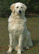 Kuvasz