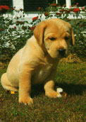 Labrador Retriever