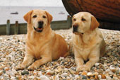 Labrador Retriever