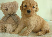 Labradoodle