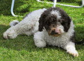 Lagotto Romagnolo