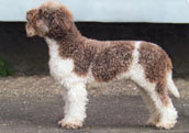 Lagotto Romagnolo