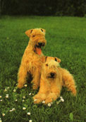 Lakelandterrier