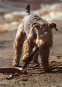 Lakelandterrier