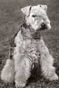Lakelandterrier