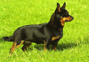 Lancashire Heeler