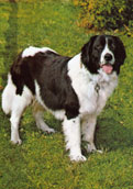 Landseer