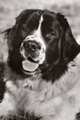 Landseer