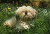 Lhasa Apso