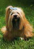 Lhasa Apso