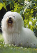 Lhasa Apso