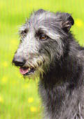 Lurcher