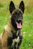 Malinois