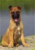 Malinois