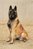 Malinois