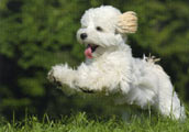 Maltipoo