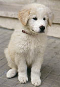 Maremma-Abruzzese