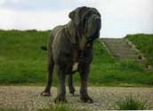 Mastino Napoletano