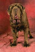 Mastino Napoletano